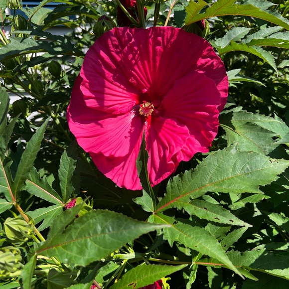 Meet your Posher, Tam - Picture 5 of 7